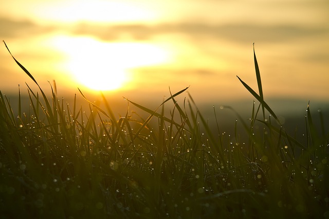 grass-546794_640