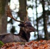 Wildpark-Daun-schwarzer-Hirsch