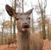 hirsch-selfie-wildpark-daun