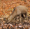 hirsch-wald-wildpark-daun