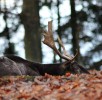 hirsch-wildpark-daun