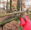 hirschkuss-wildpark-daun