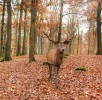 wildpark-daun-hirsch-wald