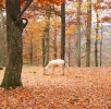 wildpark-daun-hirsch-weiss