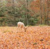 wildpark-daun-weißer-hirsch