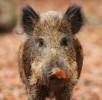 wildschwein-wildpark-daun