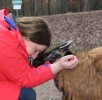 ziegen-liebe-wildpark-daun