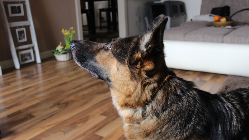Bernsteinkette-Schäferhund