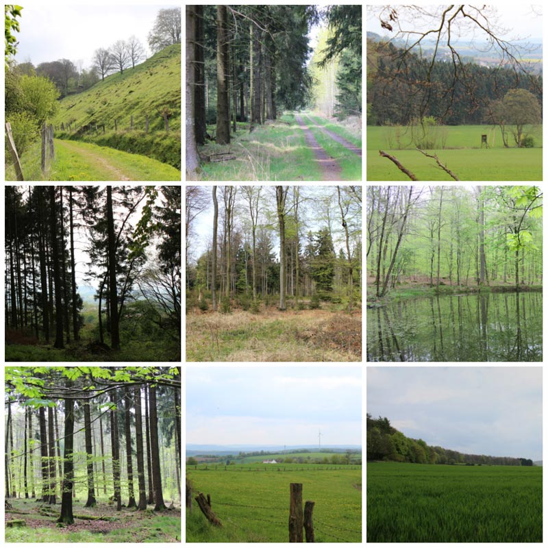 Wo wandern in NRW Schwalenberger Wald Naturparktrail DieCheckerin