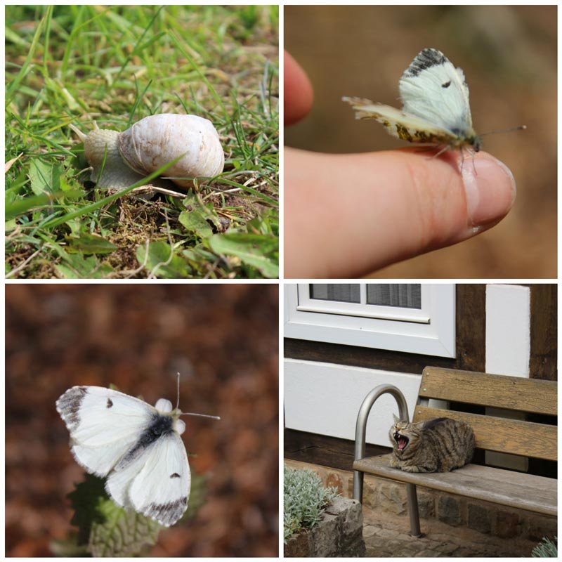 Wo wandern in NRW Schwalenberger Wald Naturparktrail DieCheckerin