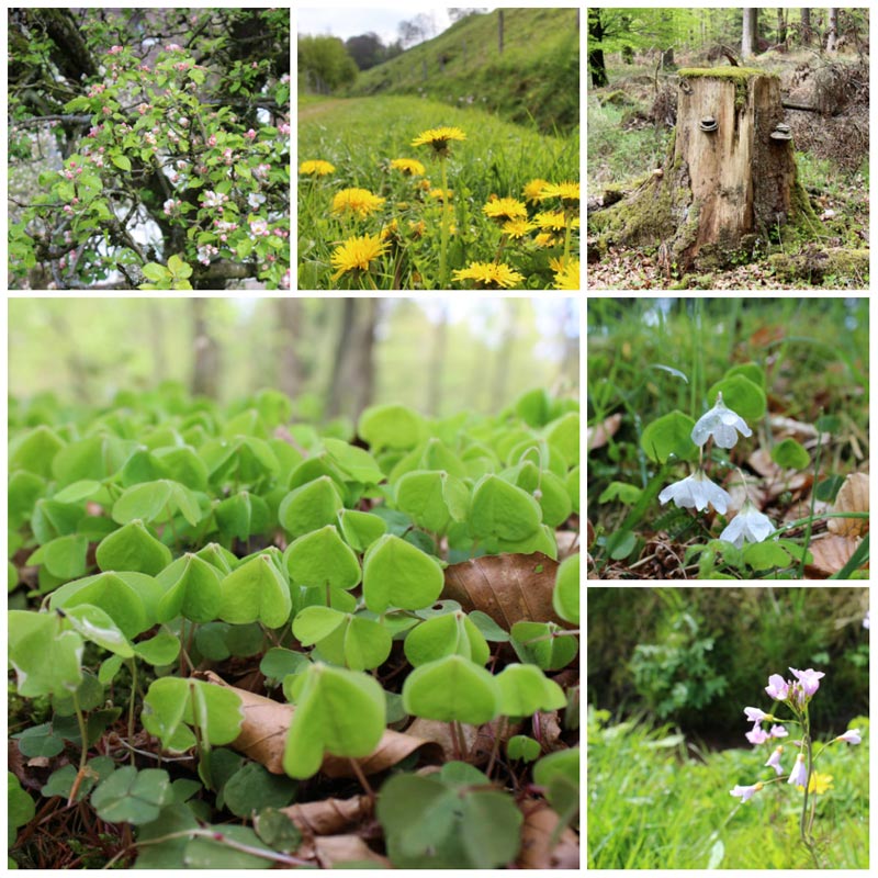 Wo wandern in NRW Schwalenberger Wald Naturparktrail DieCheckerin