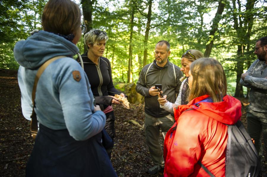 Wald der Wisente Wisentgehege Hardehausen